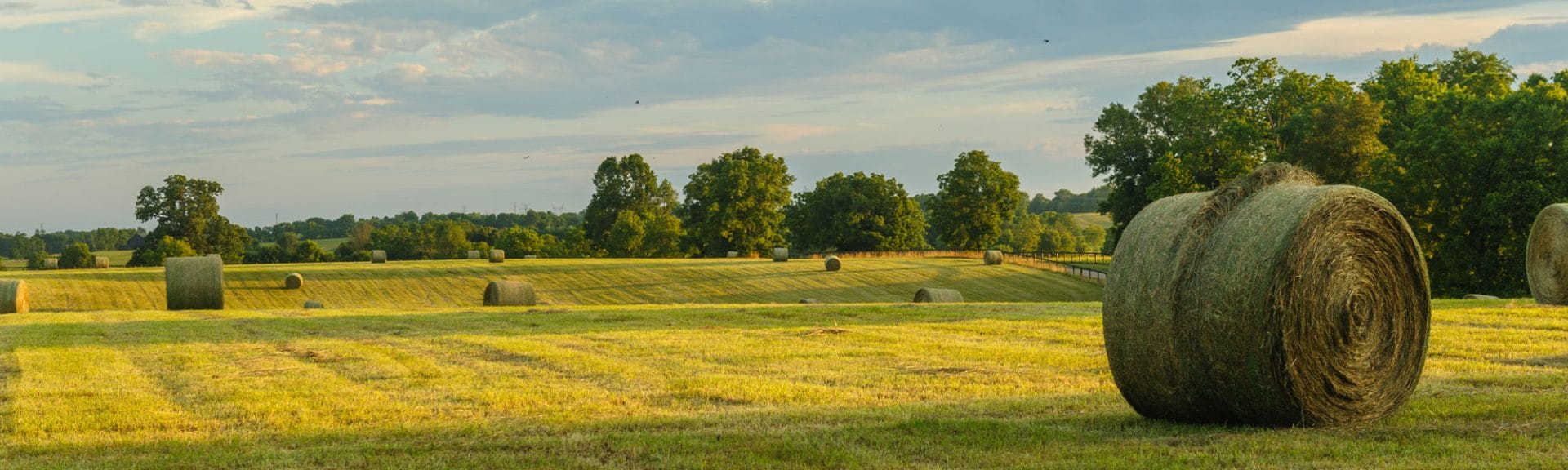 Field With Hay