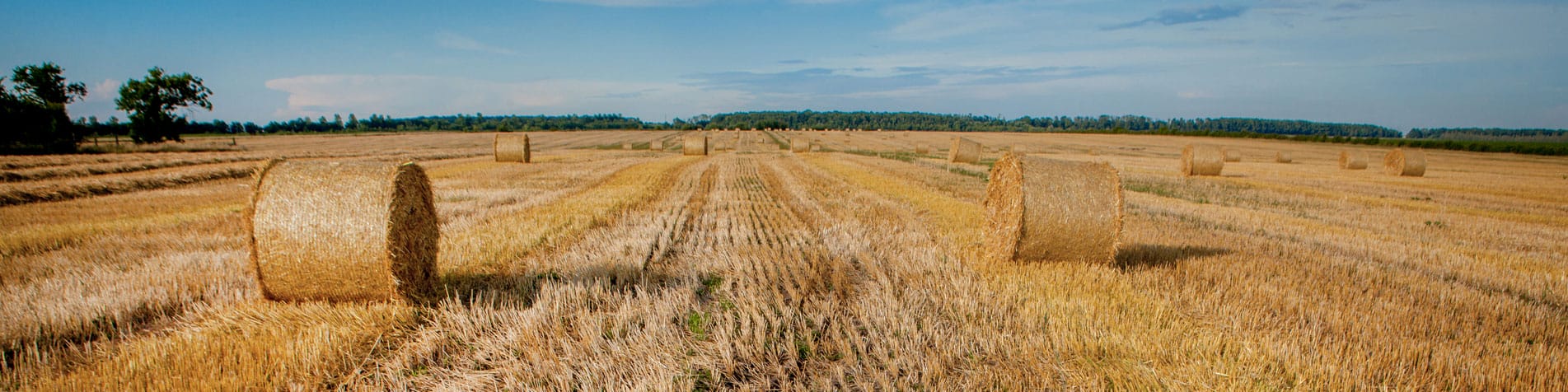 Straw Bales In Field
